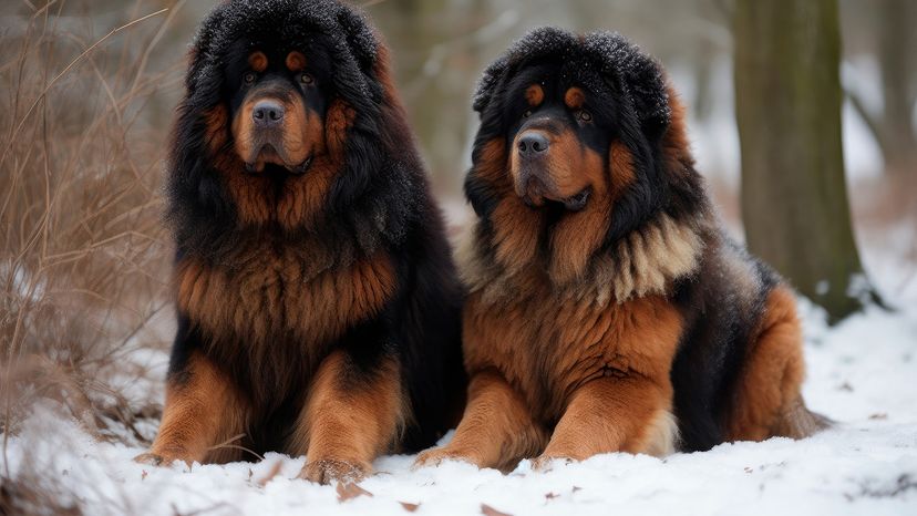 Tibetan mastiff