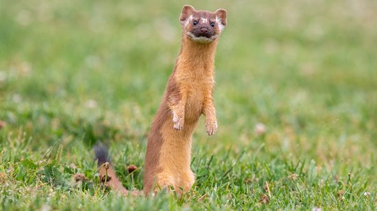 Ferret vs. Weasel: Which Is a Pet and Which Is Wild?