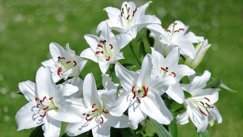 Madonna lilies