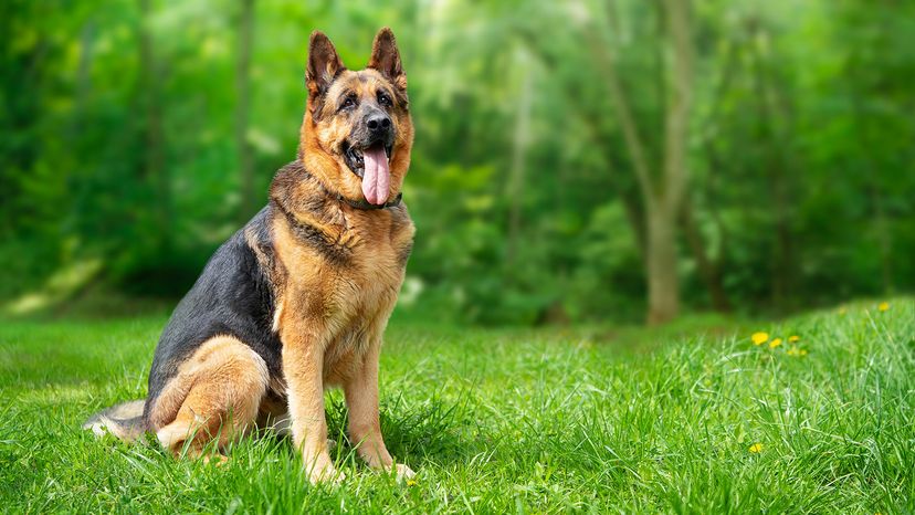 German Shepherd