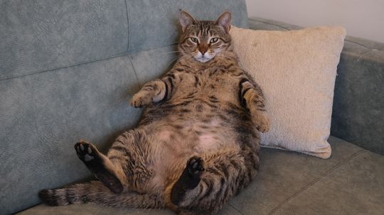 Fattest Cat in the World Weighed More Than a 4-Year-Old Child