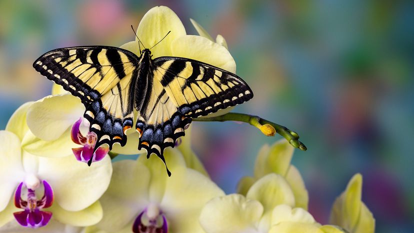 Swallowtail butterfly