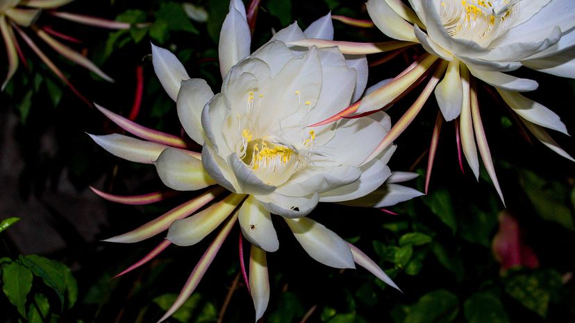 Kadupul flower