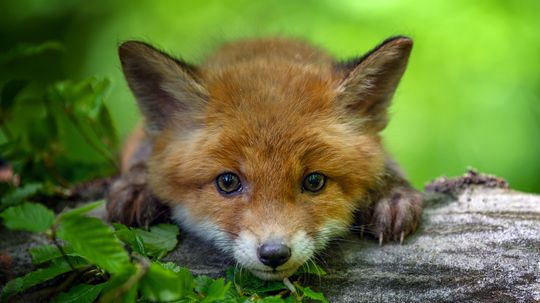What Is a Baby Fox Called? Kit vs. Cub vs. Pup