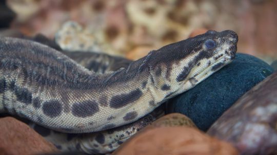 The Elephant Trunk Snake Is Fully Aquatic