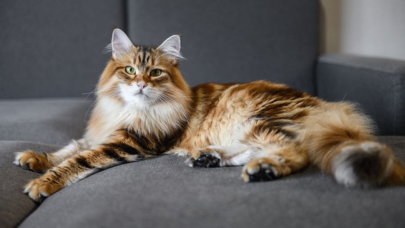 Siberian Forest Cat