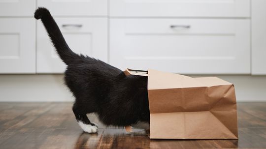 Why Do Cats Have Tails? All About the Expressive Spine Extension