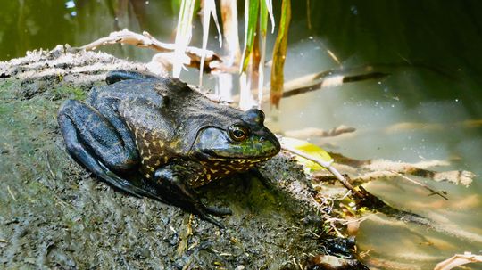The Bullfrog Is So Resilient, It's Invasive