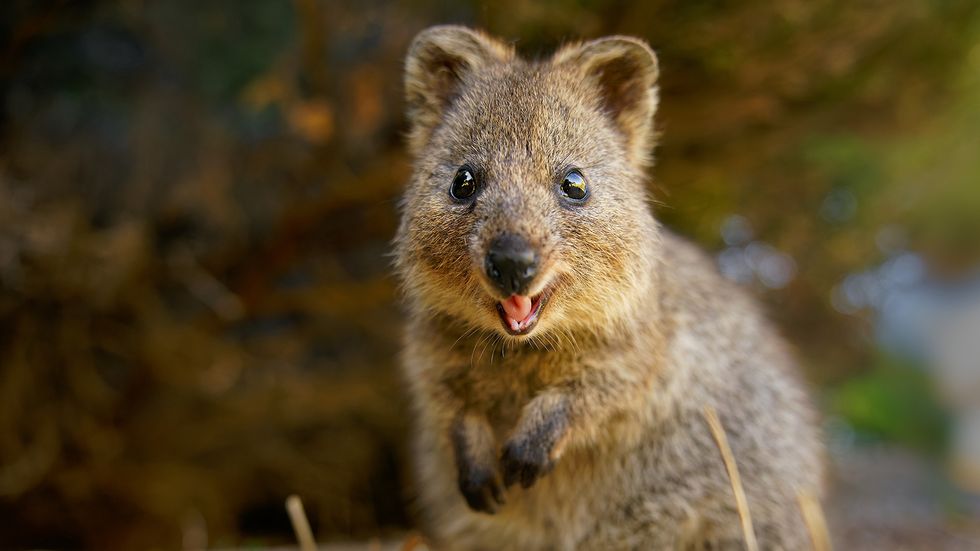 The Happiest Animal on Earth Is the Quokka
