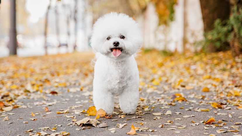Bichon Frise
