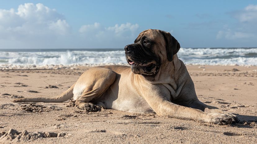 English Mastiff