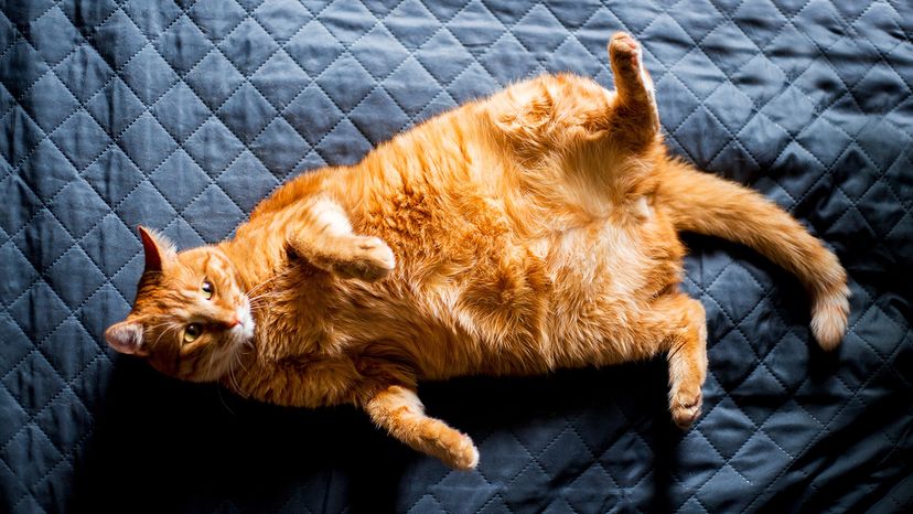 fat cat