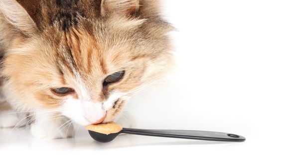 Can Cats Eat Peanut Butter? Don't Confuse 'Can' With 'Should'