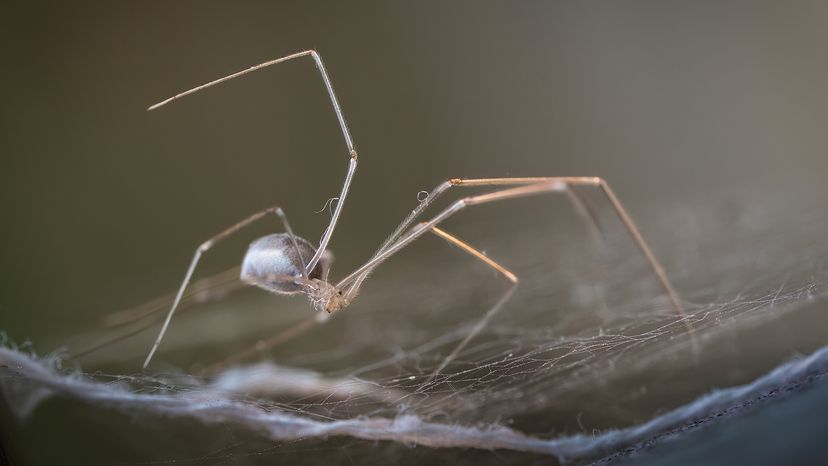 Cellar spider