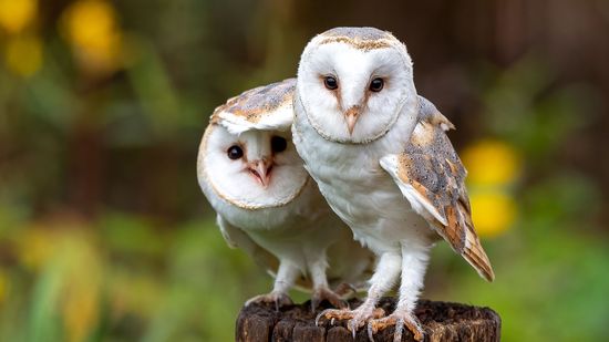 What Group of Birds Is Called a Parliament?