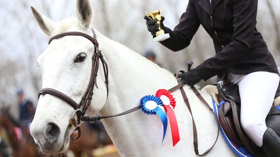 The Most Expensive Horse Ever Sold for $70M
