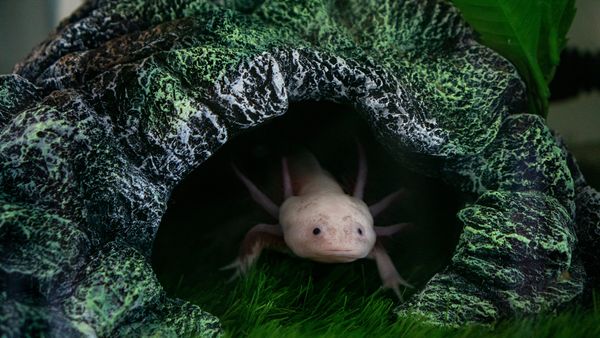 Axolotl Colors: The Natural, the Lab-made, and the Fictional