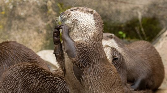 What Is a Group of Otters Called? The Official Terms Are Adorable