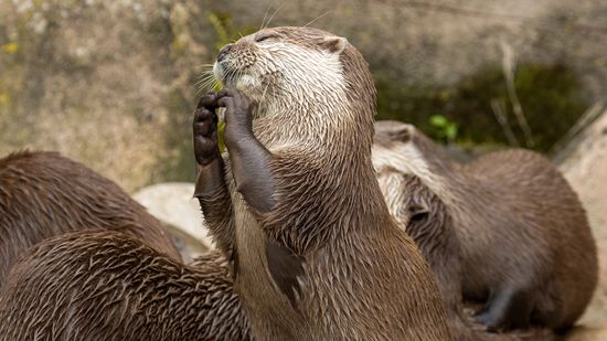 What Is a Group of Otters Called? The Official Terms Are Adorable