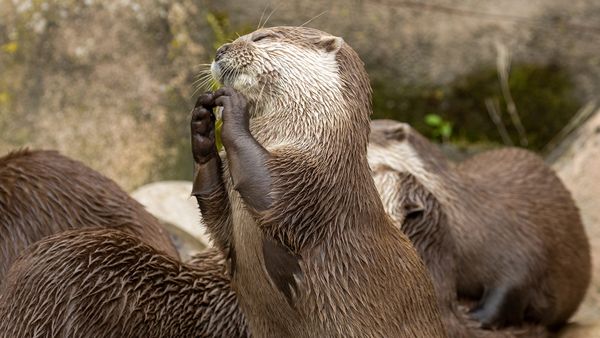 What Is a Group of Otters Called? The Official Terms Are Adorable