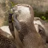 What Is a Group of Otters Called? The Official Terms Are Adorable