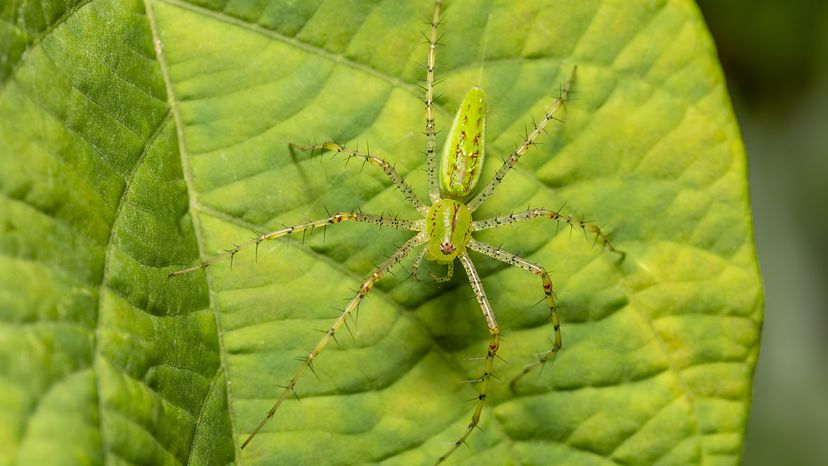Green lynx spider