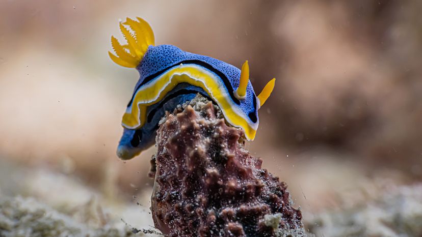 Nudibranch