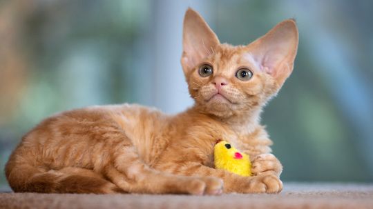 12 Orange Cat Breeds That Will Fuel Your Love of Gingers