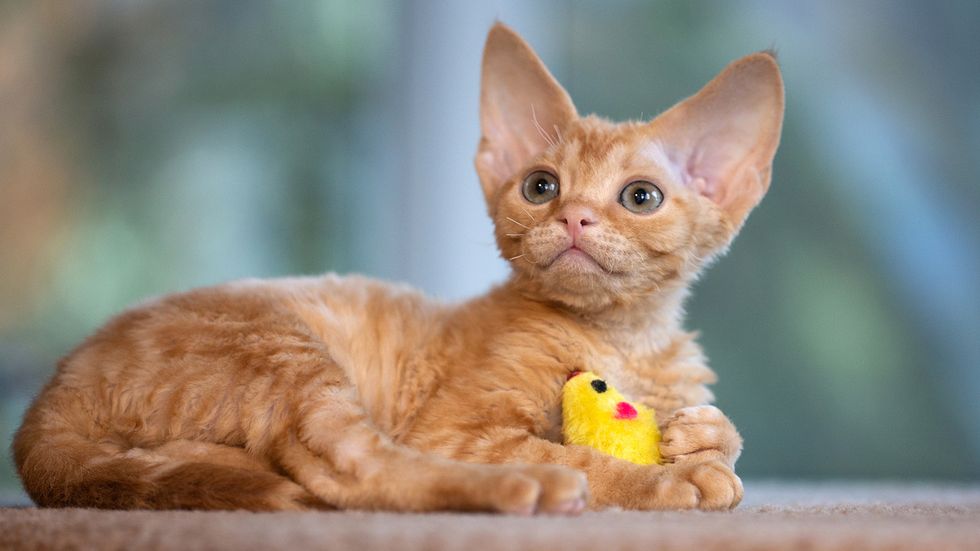 12 Orange Cat Breeds That Will Fuel Your Love of Gingers