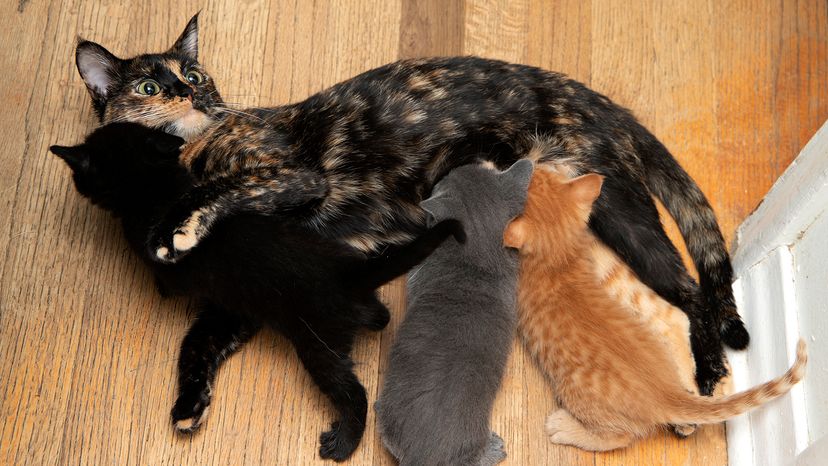 mom cat nursing kittens