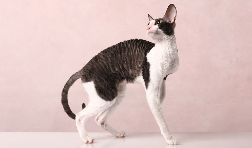 Cornish rex