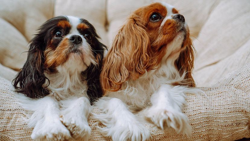 Cavalier King Charles Spaniels