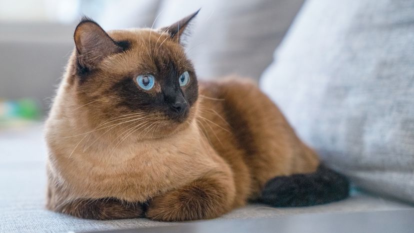 Siamese