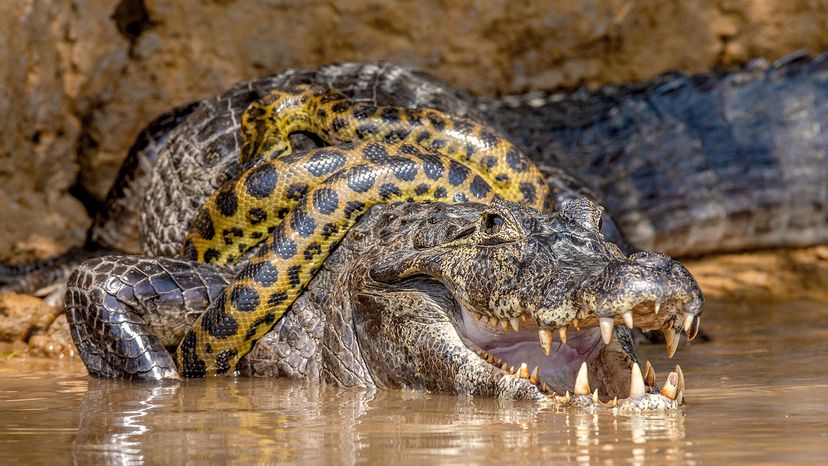 snake wrapped around a crocodile-like reptile