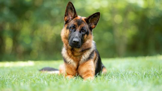 Belgian Malinois vs. German Shepherd: Comparing Working dogs