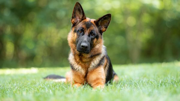 Belgian Malinois vs. German Shepherd: Comparing Working dogs