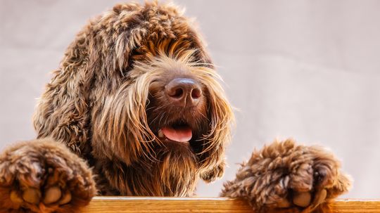 Labradoodle vs. Goldendoodle: Intelligent and Helpful Mixes