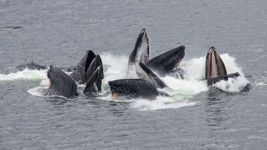 What Is a Group of Whales Called? Pods, Gams, Herds (but Not Schools)