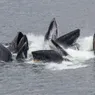 What Is a Group of Whales Called? Pods, Gams, Herds (but Not Schools)