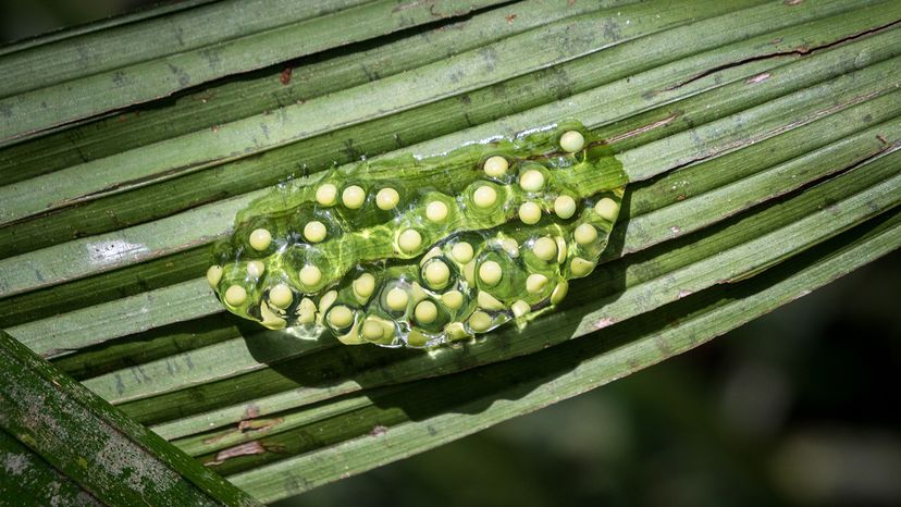Red-eyed tree frog eggs