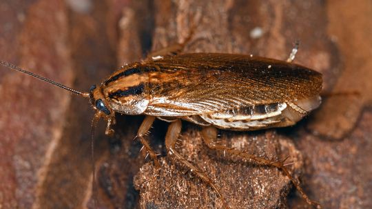 Water Bug vs. Roach Identification: Which Are You Dealing With?