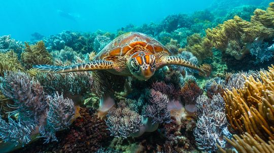 9 Coral Reefs Around the World That Support Entire Communities