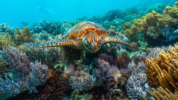 9 Coral Reefs Around the World That Support Entire Communities