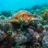 9 Coral Reefs Around the World That Support Entire Communities