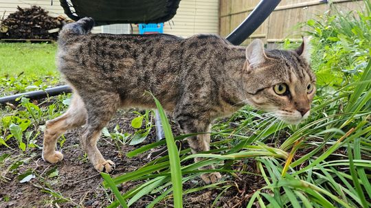 Highlander Cat: A New Breed Mixing Jungle Curl and Desert Lynx