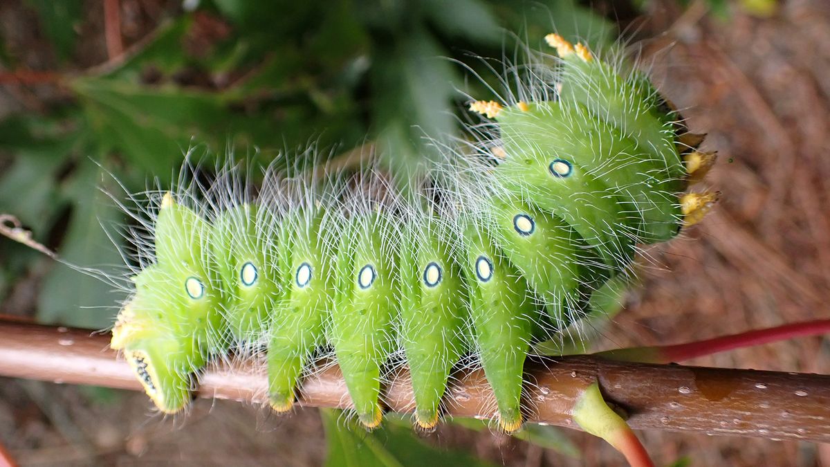20 Animals That Start With 'I': From Irish Setters to Ivory Gulls ...