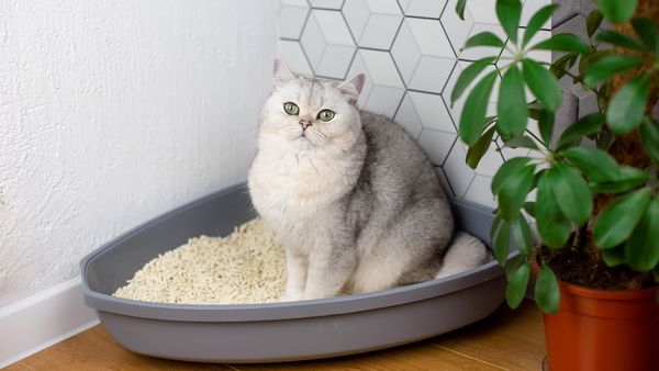 Why Is My Cat Laying in the Litter Box?