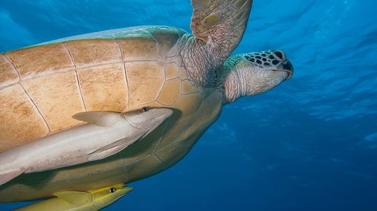 Commensalism Examples Reflect a Lot of Modern Relationships