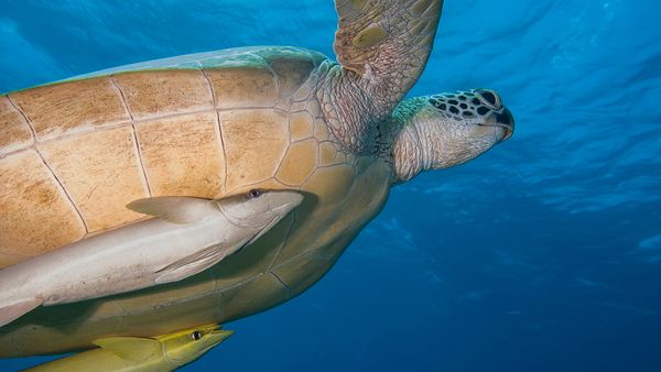 Commensalism Examples Reflect a Lot of Modern Relationships