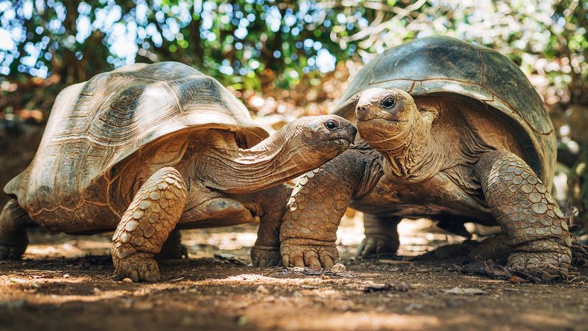 Giant tortoises